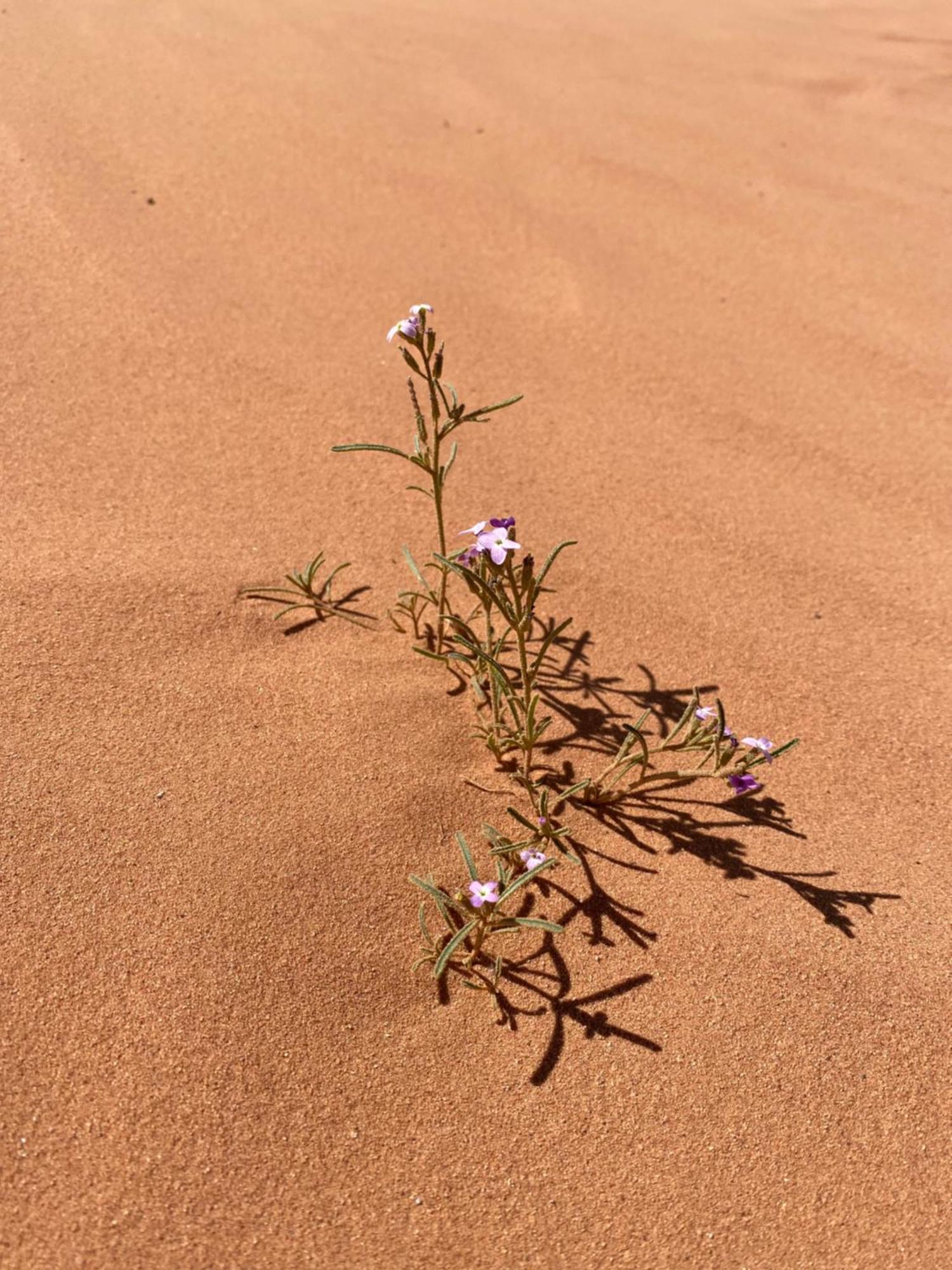 Desert'S Soul Wadi Rum Ad Disah Exteriör bild
