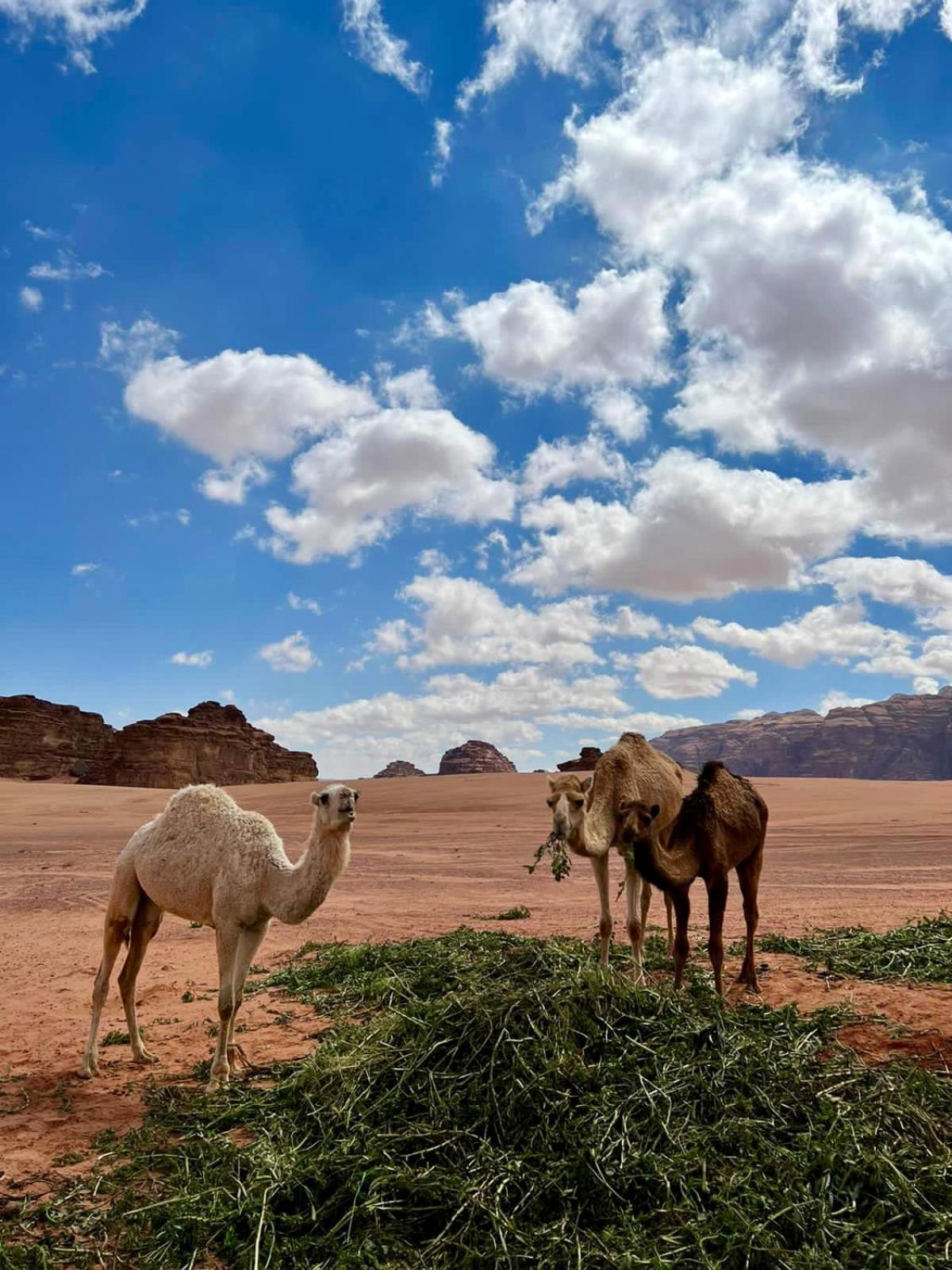 Desert'S Soul Wadi Rum Ad Disah Exteriör bild